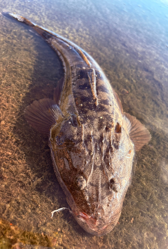 マゴチの釣果