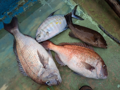 マダイの釣果