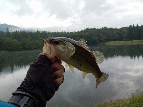 ラージマウスバスの釣果