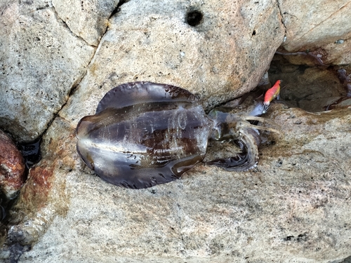 アオリイカの釣果