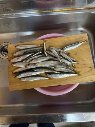 チカの釣果