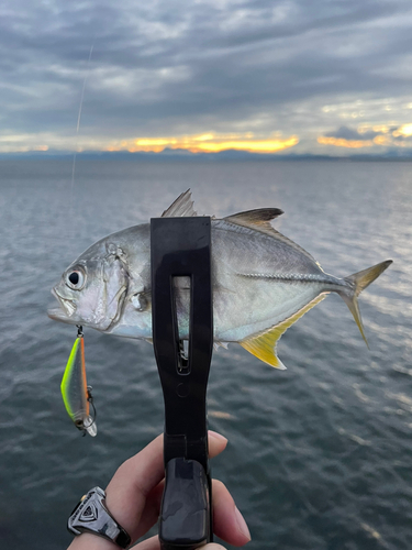 メッキの釣果