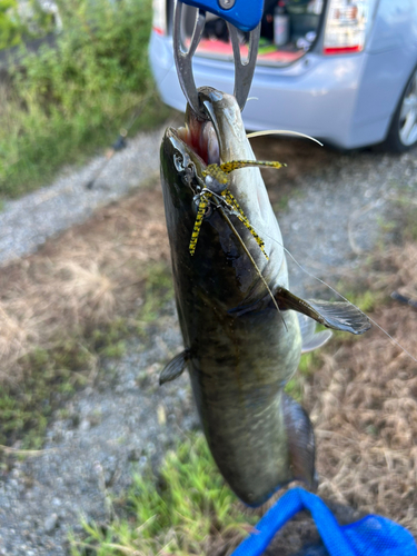 ナマズの釣果