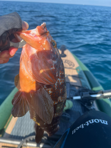 キジハタの釣果