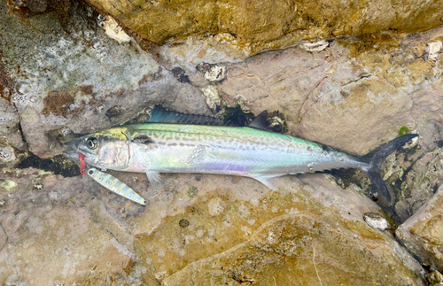 サゴシの釣果