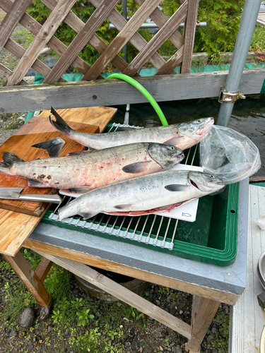 アキアジの釣果