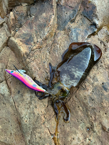 アオリイカの釣果