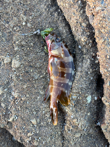 アカハタの釣果