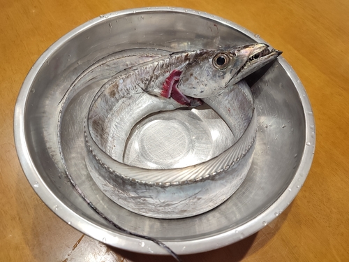 タチウオの釣果