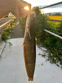 ナマズの釣果