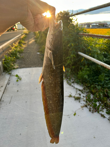 ナマズの釣果