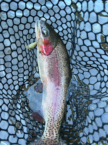 ニジマスの釣果