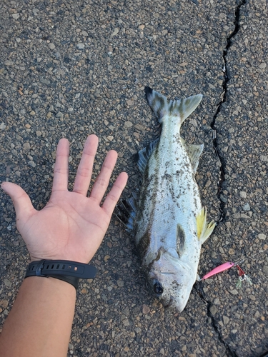 コトヒキの釣果