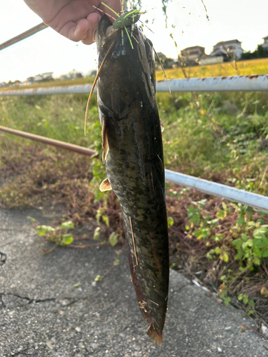 ナマズの釣果