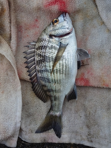 クロダイの釣果