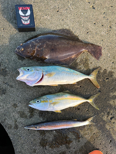 カマスの釣果