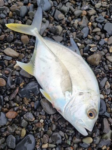 ロウニンアジの釣果