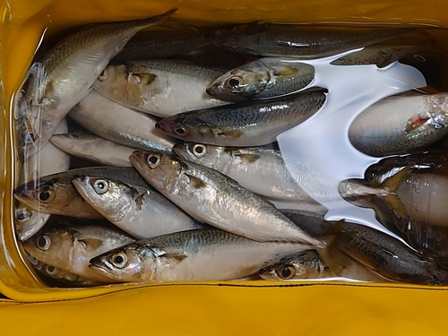 サバの釣果