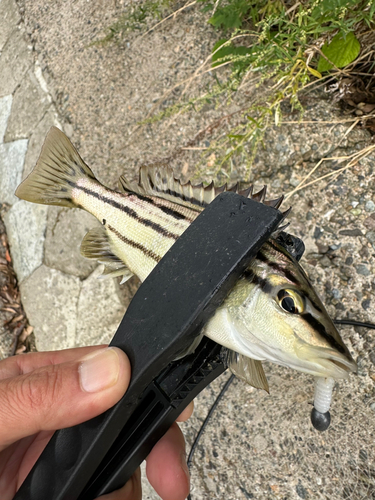 シマイサキの釣果