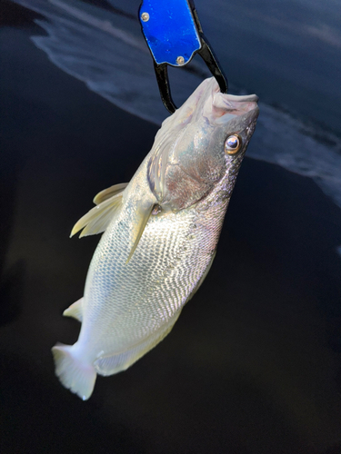 ニベの釣果