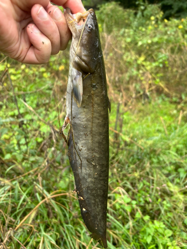 びん沼川