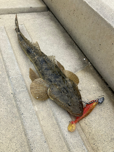 マゴチの釣果