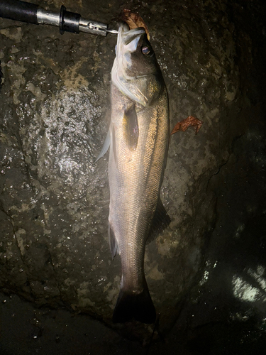 スズキの釣果