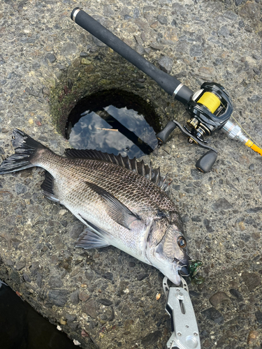 クロダイの釣果