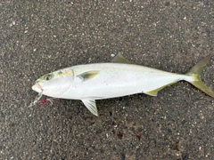 ハマチの釣果