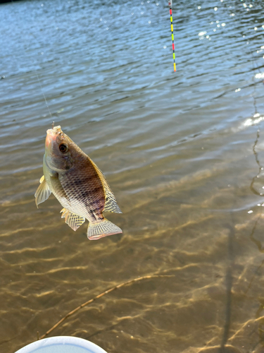 ティラピアの釣果