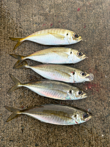 マアジの釣果