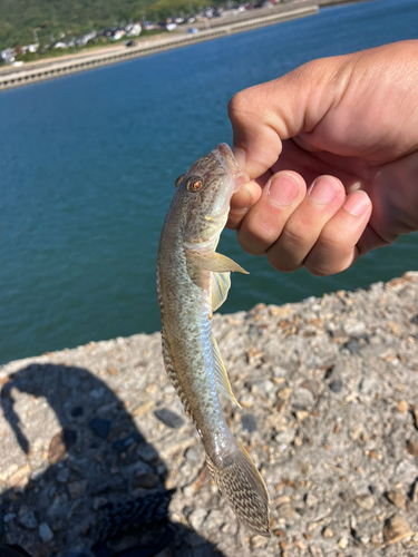 マハゼの釣果