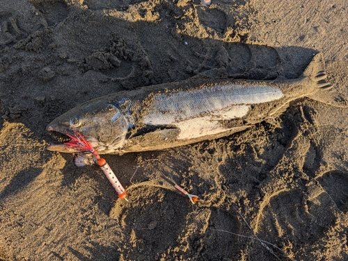 アキアジの釣果