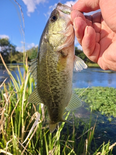 ラージマウスバスの釣果