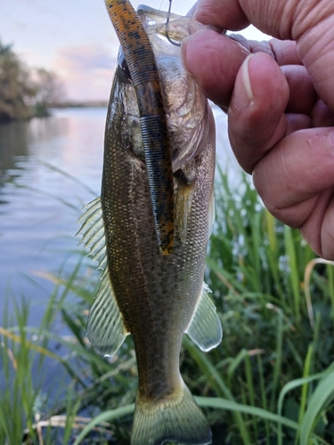 ラージマウスバスの釣果