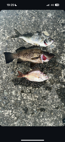 オオモンハタの釣果