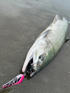 アキアジの釣果