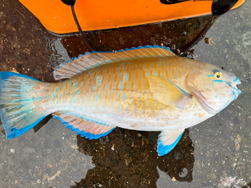 ヒブダイの釣果