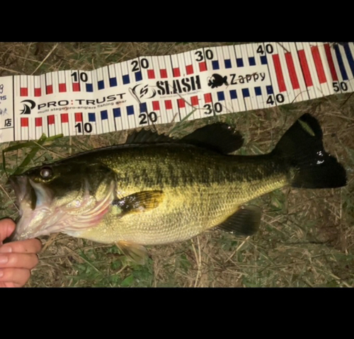 ブラックバスの釣果