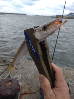 カマスの釣果