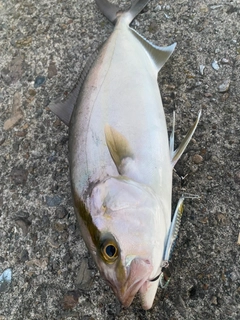 ネリゴの釣果