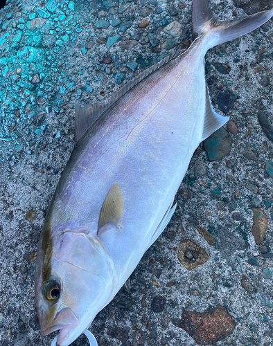 ネリゴの釣果