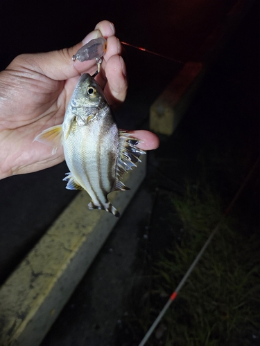 コトヒキの釣果