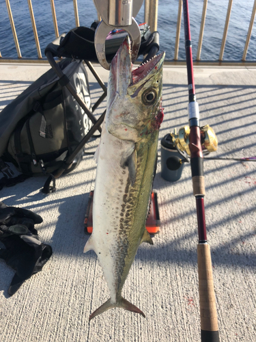 サゴシの釣果