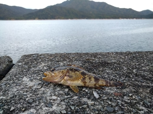 タケノコメバルの釣果