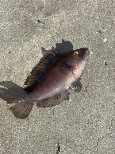 オハグロベラの釣果