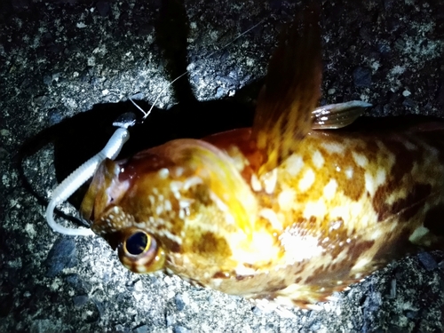 タケノコメバルの釣果