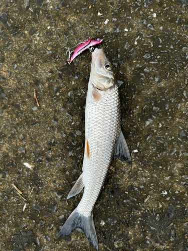 ニゴイの釣果