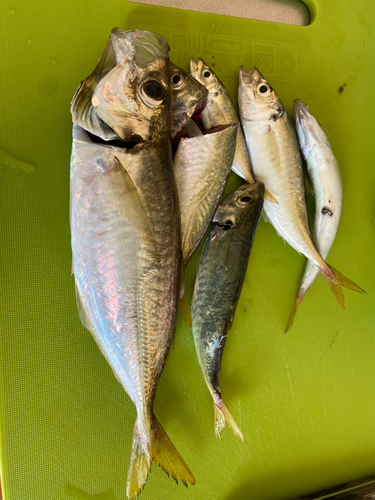 アジの釣果