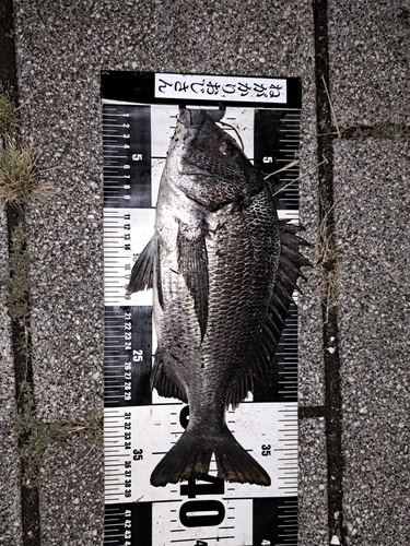 クロダイの釣果